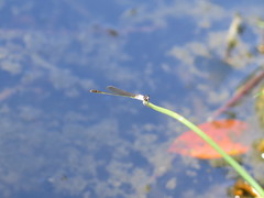 Agriocnemis femina oryzae