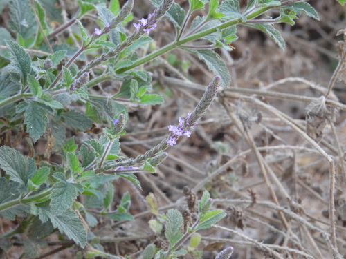 iNaturalist observation photo of western vervain