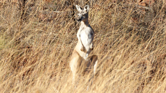 Osphranter antilopinus