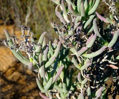Phiambolia longifolia
