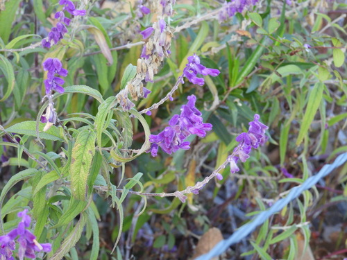 iNaturalist observation photo of Mexican Bush Sage