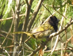 Pipilo maculatus × ocai