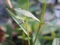 Agriocnemis femina oryzae