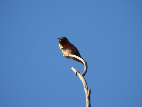 iNaturalist observation photo of Allen's Hummingbird