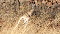 Osphranter antilopinus