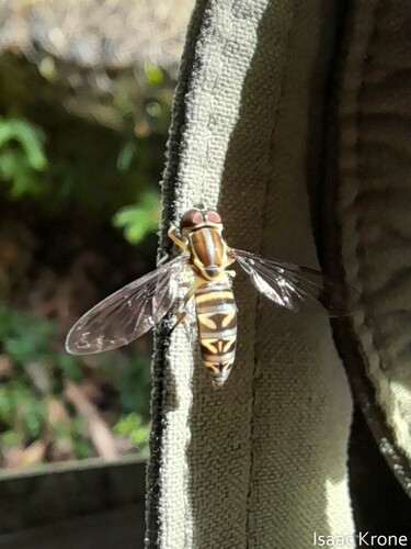 Toxomerus intermedius