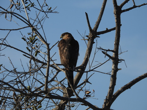 iNaturalist observation photo of Cooper's Hawk