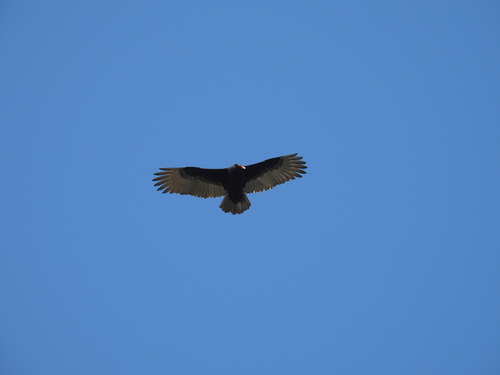 iNaturalist observation photo of Turkey Vulture