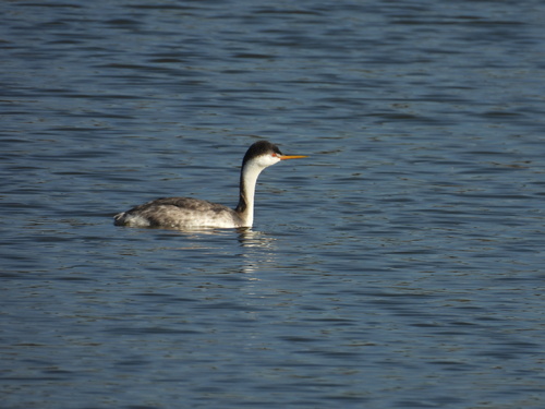iNaturalist observation photo of Clark's Grebe