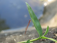 Agriocnemis femina oryzae