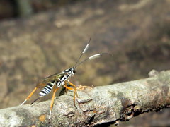 Agonocryptus discoidaloides