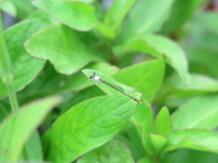 Agriocnemis femina oryzae