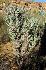 Phiambolia longifolia