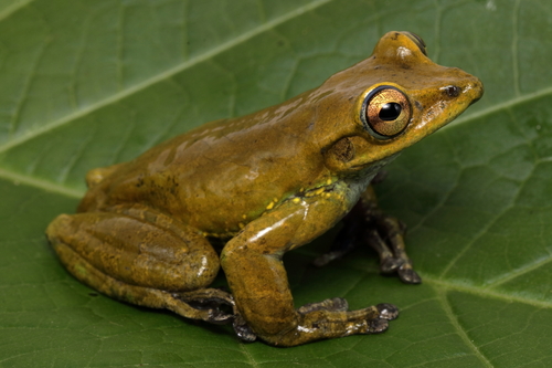 Porthole tree frog