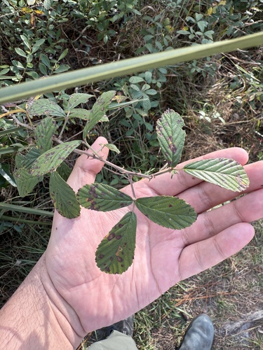Image of Rubus cuneifolius by (c) Brandon Corder, some rights reserved (CC BY)