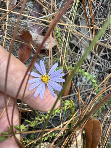 Image of Symphyotrichum walteri by (c) Brandon Corder, some rights reserved (CC BY)