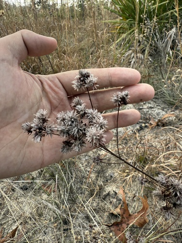 Image of Dalea pinnata by (c) Brandon Corder, some rights reserved (CC BY)