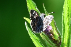 Muschampia floccifera