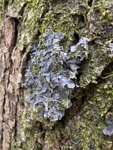 Leptogium azureum observed 2024-12-21