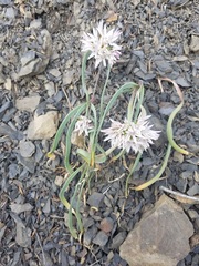 Allium crenulatum
