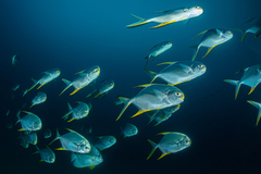 Snubnose Pompano photo 2