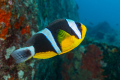 Seychelles Anemonefish photo 1