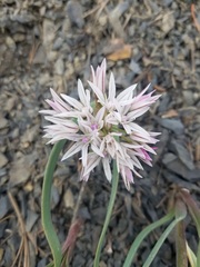 Allium crenulatum