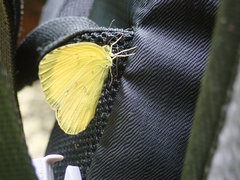 Eurema blanda arsakia
