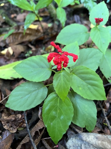 Salvia splendens