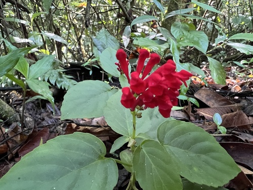 Salvia splendens