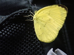 Eurema blanda arsakia