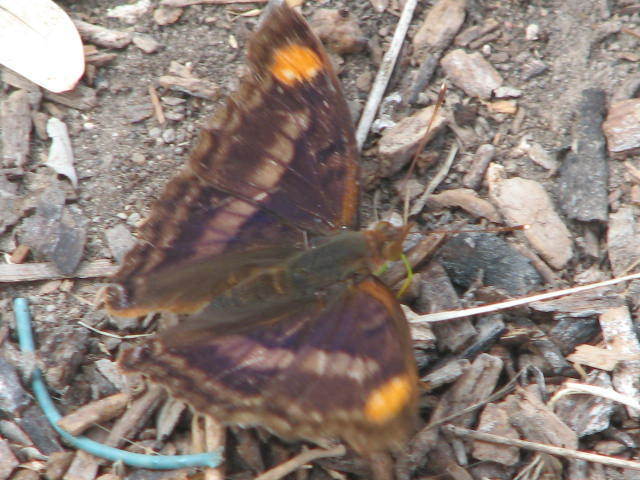 Pavon Emperor
