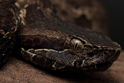 Cerrophidion petlalcalensis