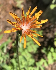 Agoseris aurantiaca