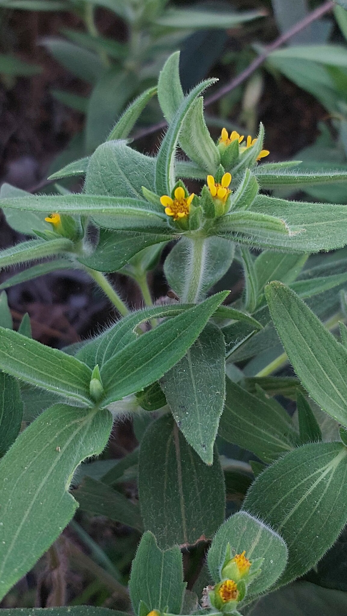Unxia camphorata