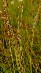 Platycaulos compressus