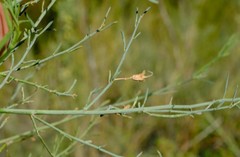 Psoralea verrucosa