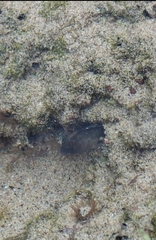 Itajobi Blenny photo 4