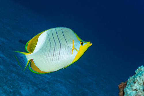 Yellowhead butterflyfish (Chaetodon xanthocephalus) — Chaetodontidae
