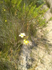 Linum maritimum