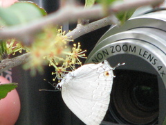 Strephonota tephraeus
