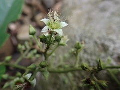 Rubus pyrifolius