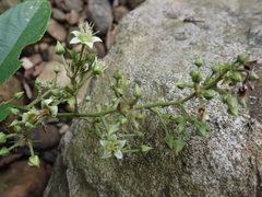 Rubus pyrifolius