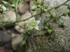 Rubus pyrifolius