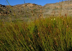 Platycaulos compressus