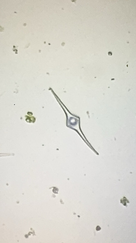 Desmatractum indutum