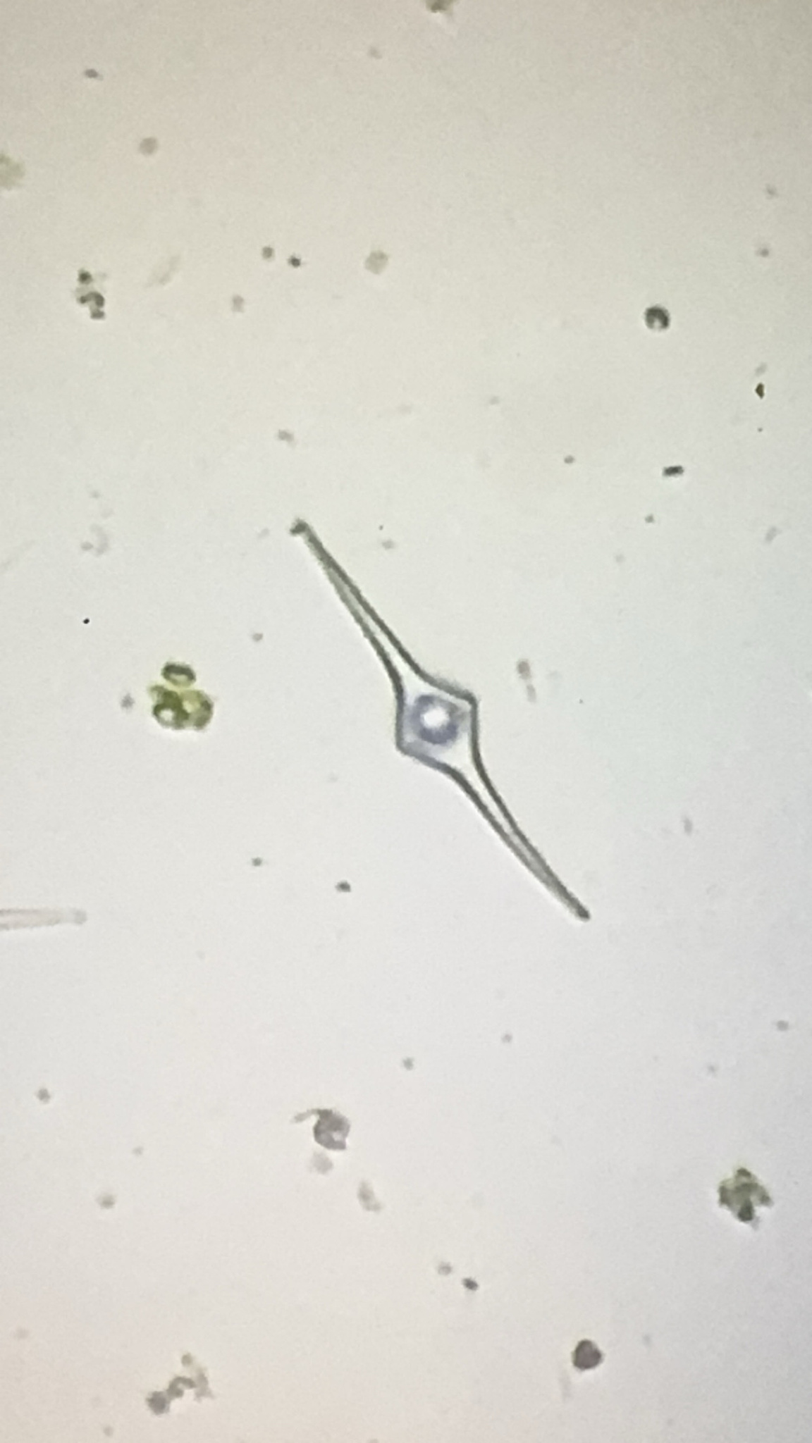 Desmatractum indutum