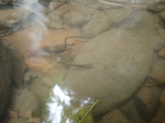 Macrobrachium asperulum