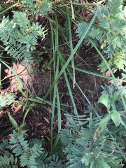 Cyperus × mesochorus