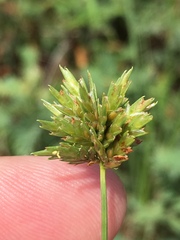 Cyperus × mesochorus